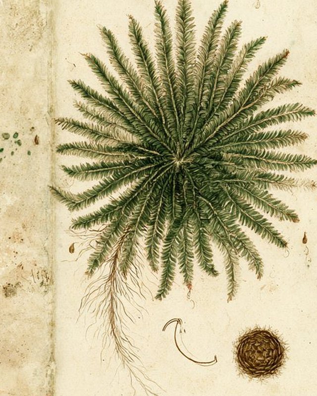 Botanical plate: rose of Jericho